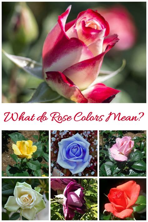 14 Rose Colors Meanings For A Thoughtful Bouquet
