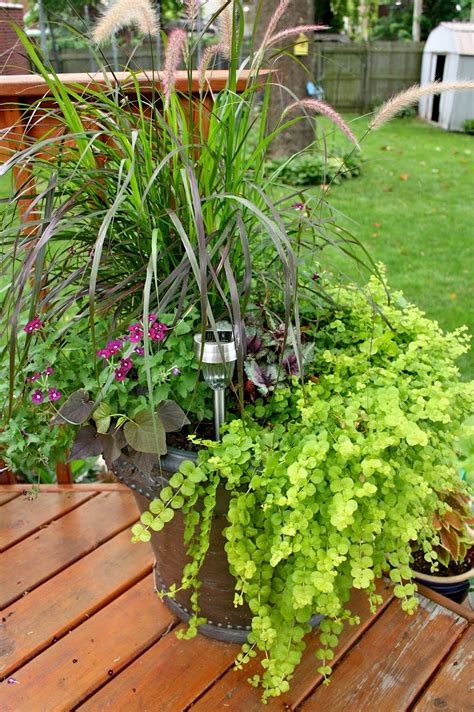 The Edgy Gardener Blog Julys Container Gardens