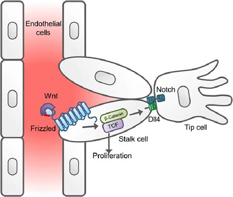 The Role Of Wnt Signaling In Sprouting Angiogenesis In This Process