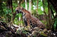 Día Internacional del Jaguar: siete claves de esta especie emblemática ...