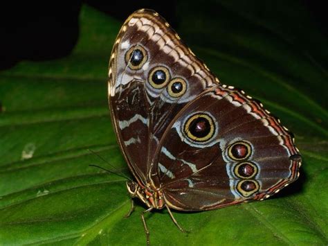 Here you can explore hq blue morpho transparent illustrations, icons and clipart with filter setting like size, type, color etc. female blue morpho butterfly pic 4 : Biological Science ...