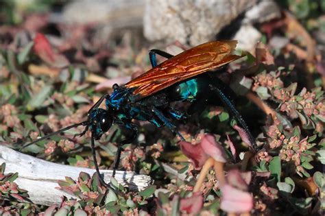 Carried the dirt out and pushed it away from the hole. Green Wasp Orange Wings Photograph by Paul Marto