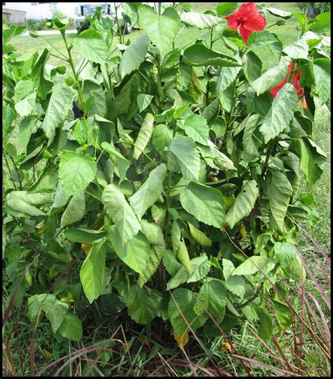 First of all it's not a cactus at all; How Much Water Should I Give My Dog or Pup During ...