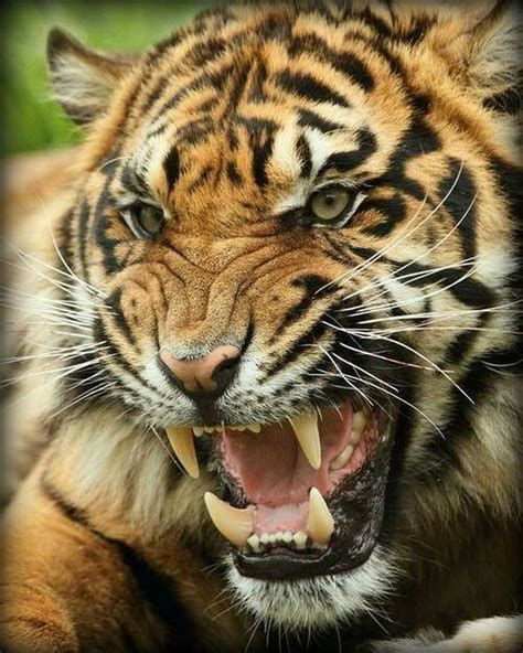 Pin By Paul Aramayo On Animals Pinterest Tigers