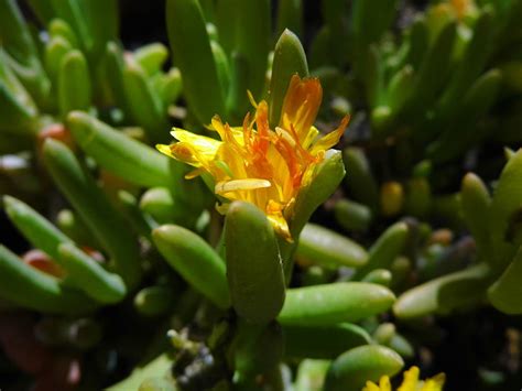 In the summer expect the rosettes to take. Yellow Flowering Succulent Photograph by Sierra Crenshaw
