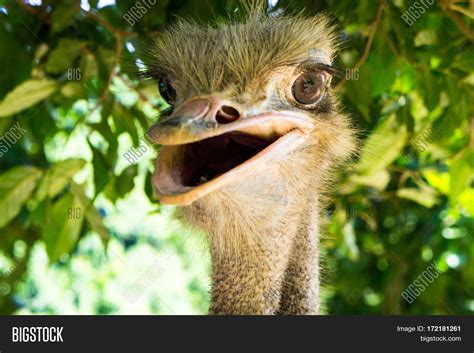Cool Ostrich Smiling Image And Photo Free Trial Bigstock