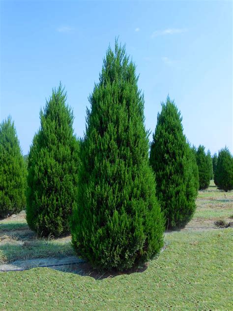 Idyllwild Eastern Red Cedar Trees Evergreens Pinterest