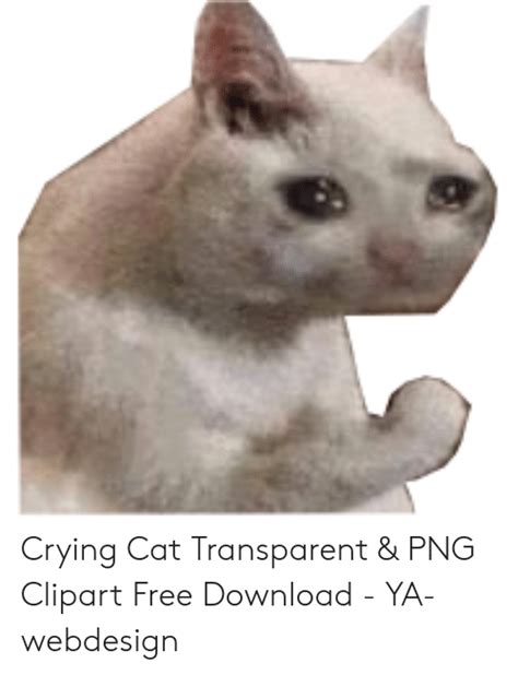 Crying Cat Meme Eyes Transparent Best Cat Wallpaper Images And Photos