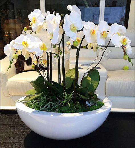 Large Real Orchid Arrangements #Orchids | Orchid flower arrangements, Orchid arrangements ...