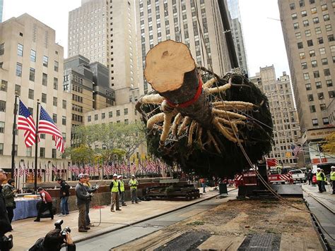 Rockefeller Center Christmas Trees Over Time