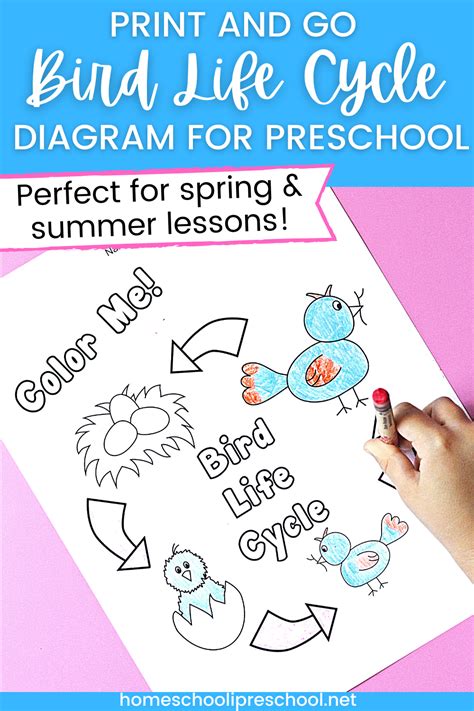 Life Cycles Preschool Life Cycles Activities Science Activities For