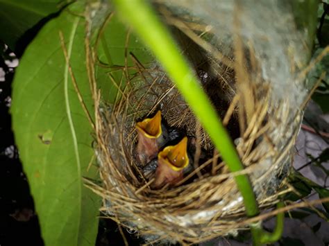Free Photo Bird Nest Animal Bird Blackbird Free Download Jooinn