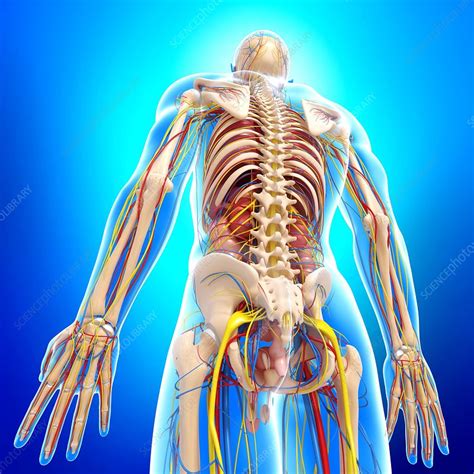 Male Anatomy Artwork Stock Image F0060367 Science Photo Library