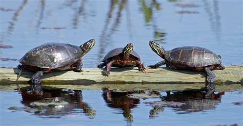 What Do Painted Turtles Eat 20 Foods They Thrive On A Z Animals