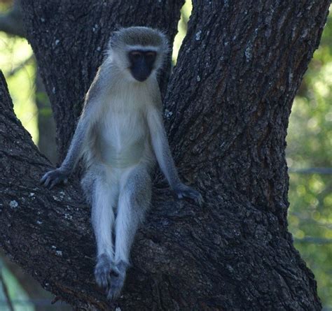 Your Best Shot Vervet Monkey In South Africas Kruger National Park