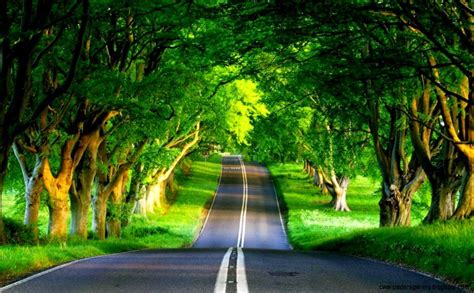 Download Full Hd Wallpapers For Pc Collection Road In The Forest