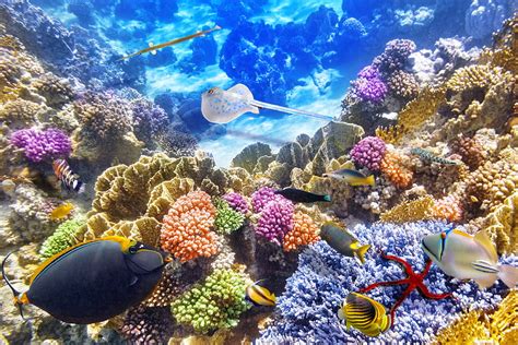 Coral Coral Reef Computer Hd Wallpaper Pxfuel