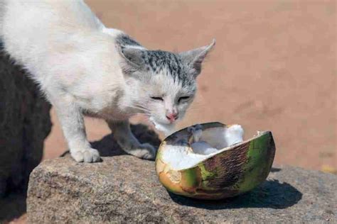 Can Cats Eat Coconut