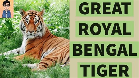 Royal Bengal Tiger Bengal Tiger Indian Tiger Youtube