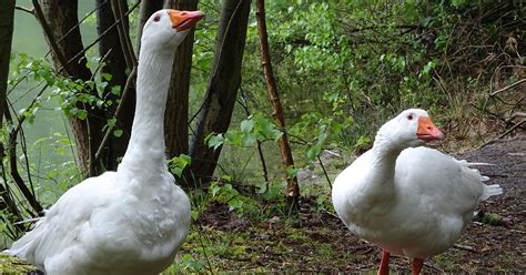 Emden Geese Breed And Care Guide The Garden Magazine