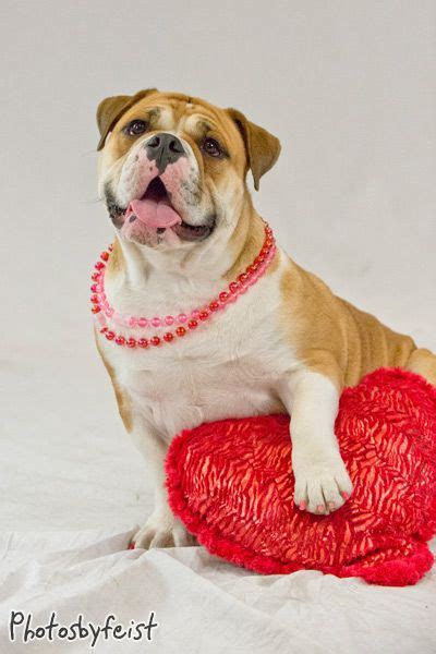 English Bulldog Has Paw On Heart Pillow Valentine Dog Puppy Dogs