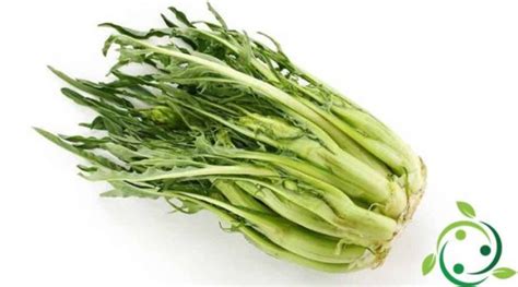 Tale tipo di cicoria si presenta come un cespo di foglie verde intenso e forma allungata, con è proprio da questi germogli che si ricavano le puntarelle. Come coltivare le puntarelle in maniera biologica: tecnica ...