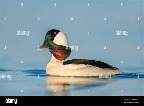 Close Up Of A Male Bufflehead In Golden Early Morning Sunlight With A