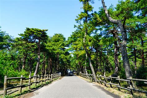 Kehi No Matsubara One Of Japans Three Major Pine Groves Stock Photo