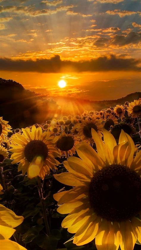 Sunflower Aesthetic Wallpapers Wallpaper Cave