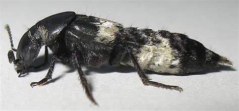 Hairy Rove Beetle Creophilus Maxillosus Bugguidenet