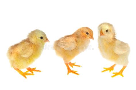 Three Chicks Stock Photo Image Of Easter Chicks Hatch 66936032