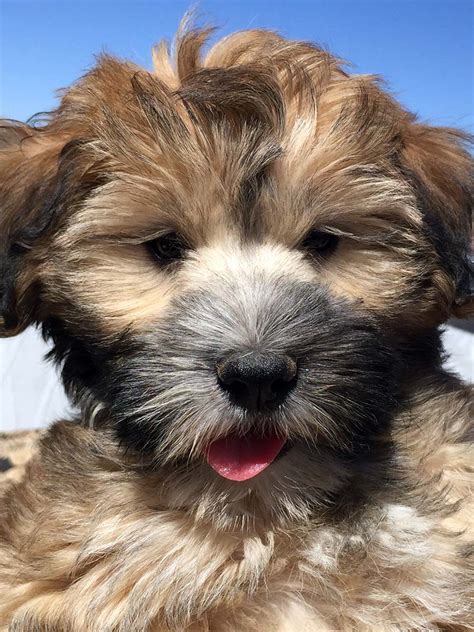Lancaster puppies advertises puppies for sale in pa, as well as ohio, indiana, new york and other states. Miniature Whoodles - Wheaten & Whoodle World