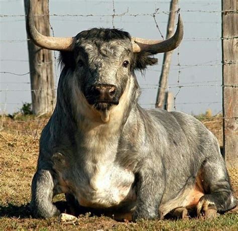 Pin De Quique Maqueda En Tauromagia Toros De Lidia Toros Lidia