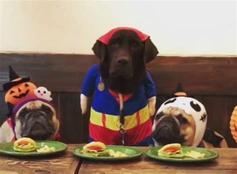 Labrador And Pugs In Dog Cake Eating Competition Is The Best Thing You