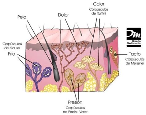 Comprensión Del Medio Natural Órganos De Los Sentidos El Tacto
