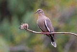 Know Your Doves — Texas Parks & Wildlife Department