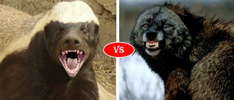 Wolverine Vs Honey Badger Fight Comparison Who Will Win