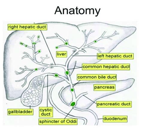 Biliary Tree Download Scientific Diagram