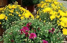 mums fall hardy plant color garden reasons three