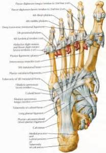 Many times, an injured muscle in the foot will bruise and cause pain when walking. Muscles that lift the Arches of the Feet