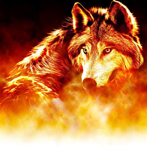 Fire Wolf Vs Ice Wolf Hd Phone Wallpaper Pxfuel
