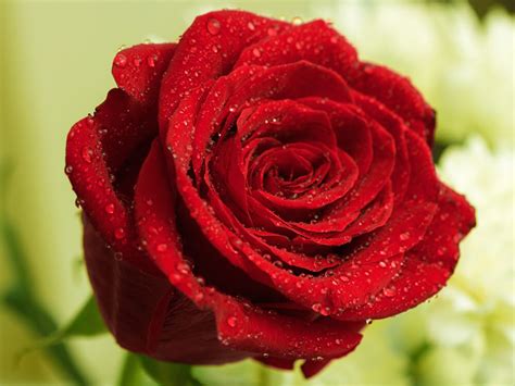 5 Manfaat Bunga Mawar Untuk Kecantikan Dan Kesehatan
