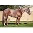 PRICE REDUCED Red Roan Mare By OIABB  Cutting Horse Central