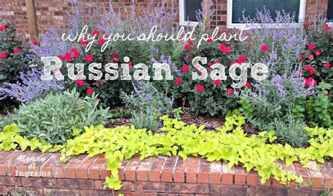 Why You Should Plant Russian Sage Plants Russian Sage Front Flower Beds
