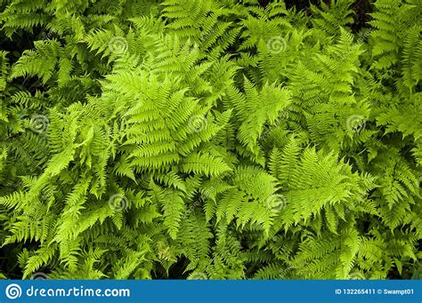 Beautiful Ferns For Background Stock Image Image Of View Patterns