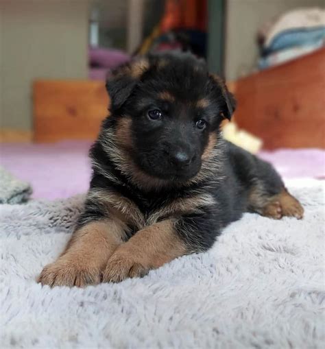 Elevage De La Légende De Mike Eleveur De Chiens Berger Allemand