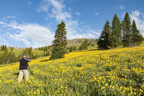 Client Photographing Wildflowers On Our Upper Loop Tour Yellowstone