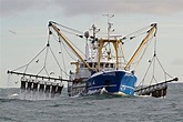 The Isle of Man king scallop fishery in focus - P1 | Fishing News