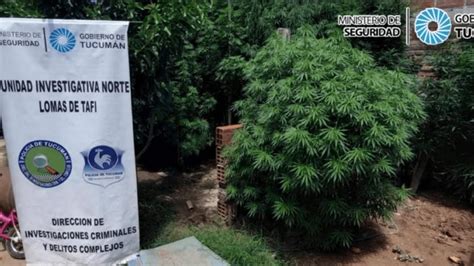 Allanaron Un Domicilio Por Robo Y Encontraron Más De 30 Plantas De