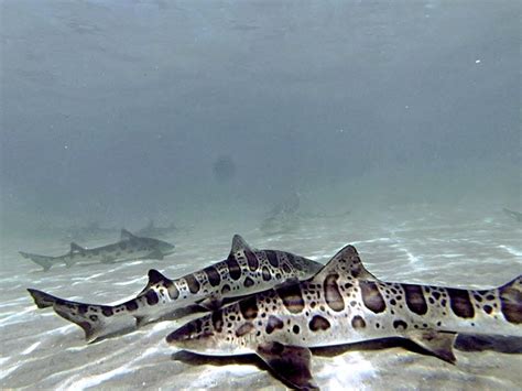 Leopard Sharks In La Jolla 3 Great Snorkel Spots Scuba Diver Girls